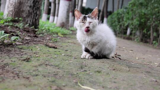 野外流浪的猫视频素材模板下载