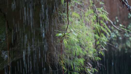 雨滴水滴叶子植被视频素材模板下载