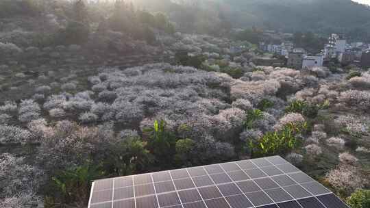 中国广东省广州市从化区广州流溪东星村梅花