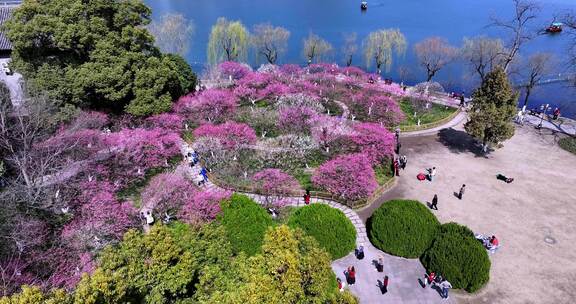 杭州西湖孤山公园梅花盛开
