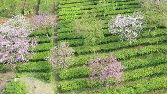 湖南省郴州市高椅岭樱花茶园4k航拍风光