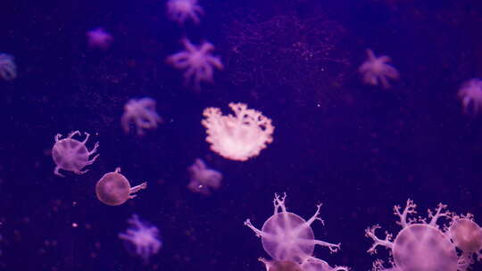 广东珠海长隆海洋公园水族馆里的水母特写