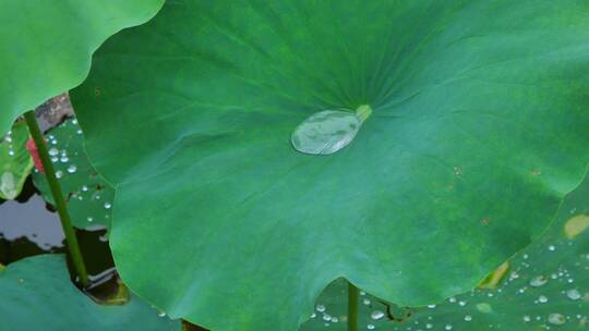 下雨荷叶上的水珠露珠露水