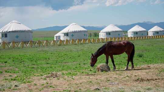 草原上的蒙古包 吃草的马