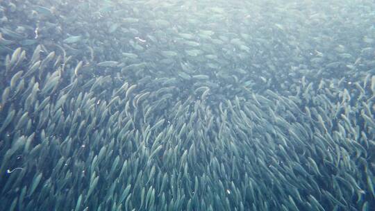 鱼群 海洋 一群鱼