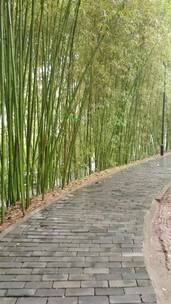 公园竹林自然风光
