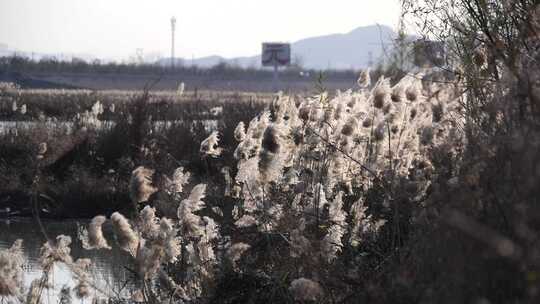 芦苇 禾本科 花 干芦苇 被子植物