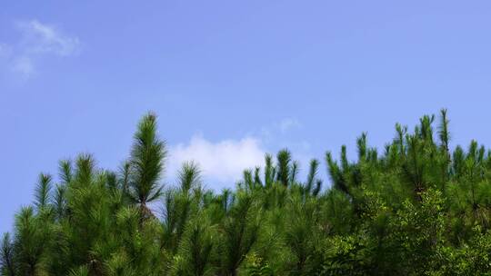 天空树林蓝天白云森林4K唯美风景空境素材