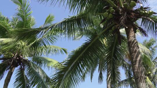 阳光椰子树椰林视频素材模板下载