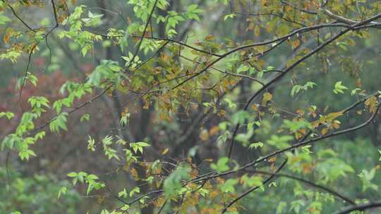 狂风暴雨天气