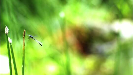 蜻蜓飞舞