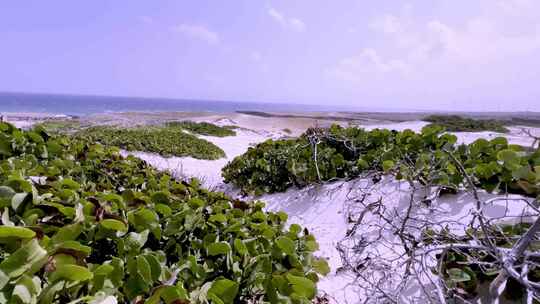 阿鲁巴岛随风飘扬的海风视频素材模板下载