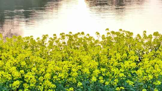 航拍乡镇农村油菜花花海池塘夕阳镜花水