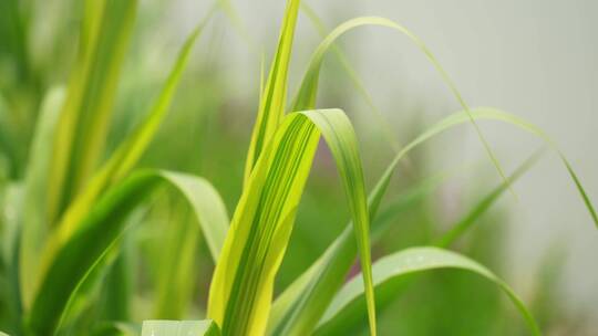 4K植物素材——芦苇