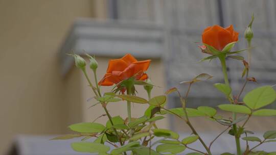 广东农村城市玫瑰花