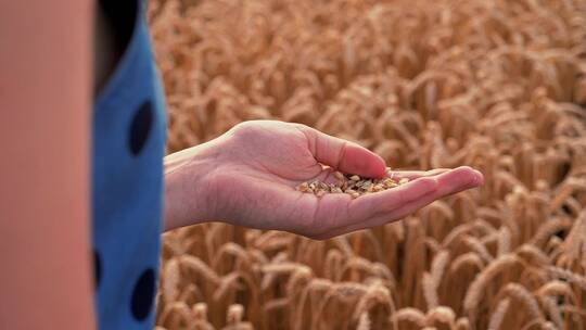 女人用手捧小麦种子