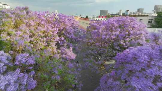 昆明蓝花楹