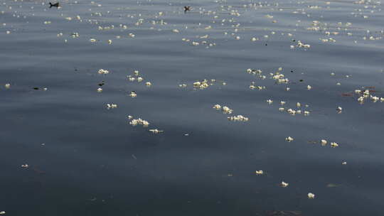 大理海菜花湖泊洱海倒影野鸭子