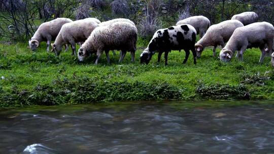 在小溪边吃草的野羊