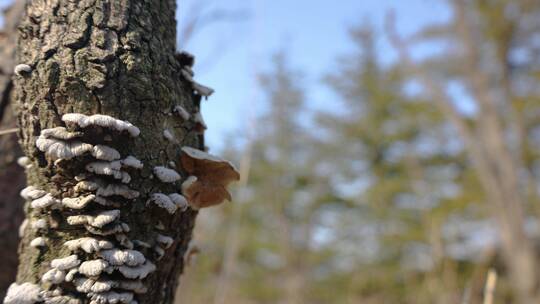 树上的蘑菇高清实拍视频