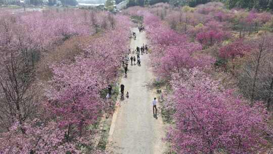 航拍长沙贝拉小镇樱花园开满樱花