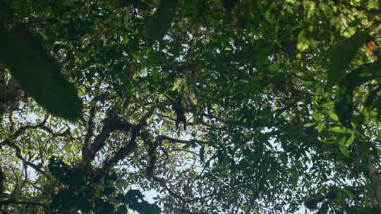树林里树枝上的野生猴子