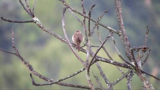 小鸟在枯树枝上眺望远方