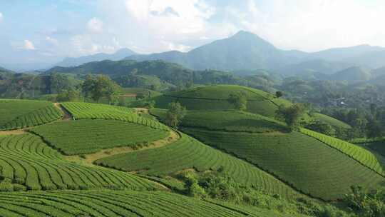 越南龙可可茶山鸟瞰图