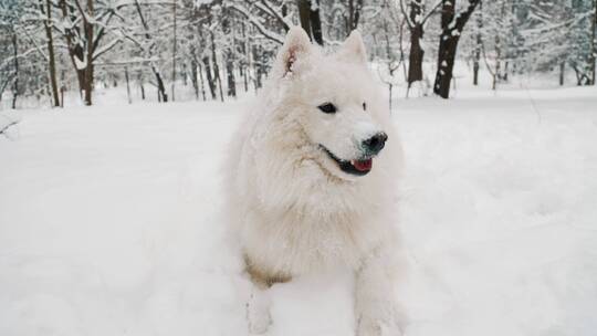 雪地里的萨摩耶狗