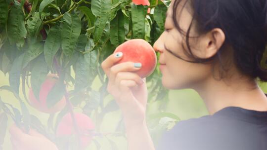 新鲜桃子/桃树桃林/桃汁宣传片/水果广告