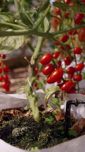 水滴落在地里种植的白色西红柿袋上的特写镜