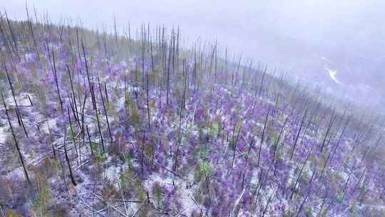 大兴安岭春季极端天气降雪云雾缭绕