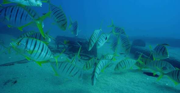 Golden Trevally，鱼，水下