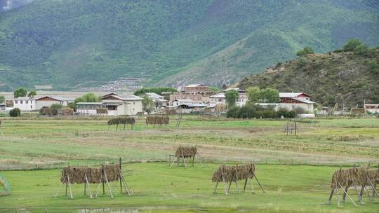 香格里拉牧场农场草甸草地