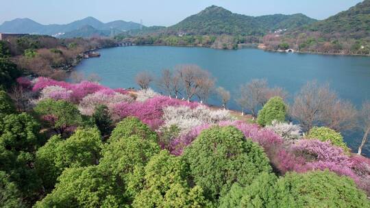 湘湖梅花