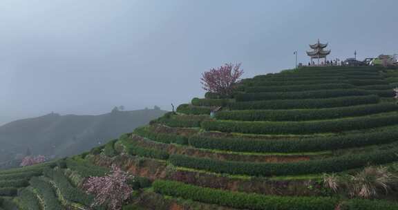 茶山和山上的樱花