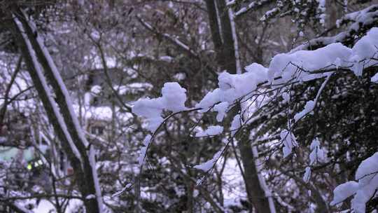 意大利阿布鲁佐瓜达格雷白雪覆盖的树木视频素材模板下载