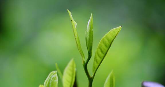 茶叶茶园生态热带雨林云雾森林茶树芽微生物