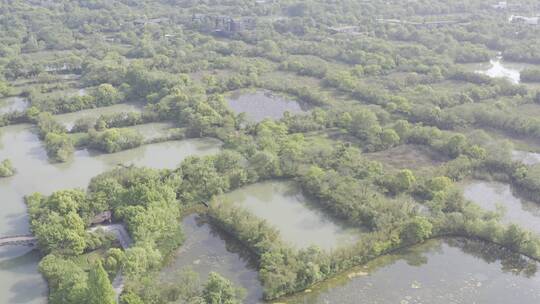 西溪湿地视频素材模板下载