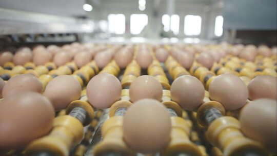 鸡蛋的运输和工业工厂选择