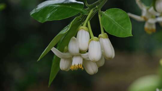 柚子花开特写镜头