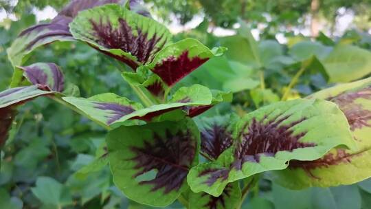 绿色野菜植物视频素材模板下载