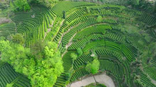 江塝茗园茶园