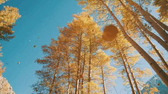 秋季、秋天银杏树的叶子慢慢落下、黄色树视频素材模板下载