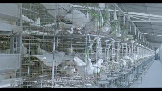 高清实拍乡村振兴农村风光肉鸽养殖基地鸽子