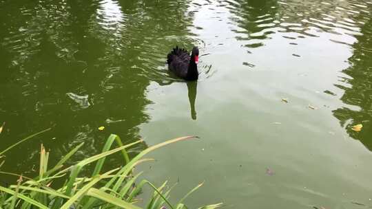 漂浮在湖上的黑天鹅