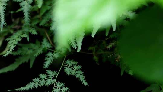 森林里的蕨类植物