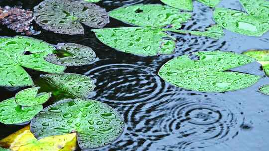 夏季下雨天荷花荷叶雨滴水滴水珠特写