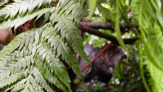 蕨类植物叶子热带雨林生物