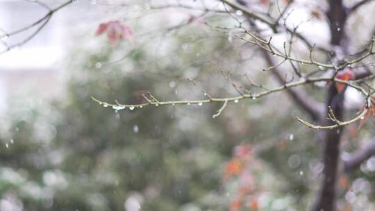 下雪枝头